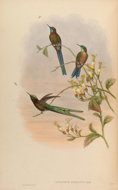 Cynanthus bolivianus = Aglaiocercus kingi smaragdinus - John Gould